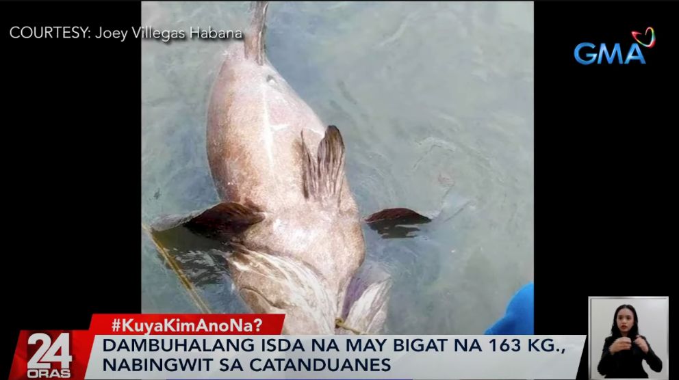 163-kilo grouper fish caught in Catanduanes, sold for over P17k | GMA ...