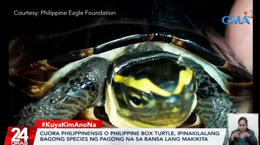 Philippine Box Turtle, Newest Species Of Turtle In The World 