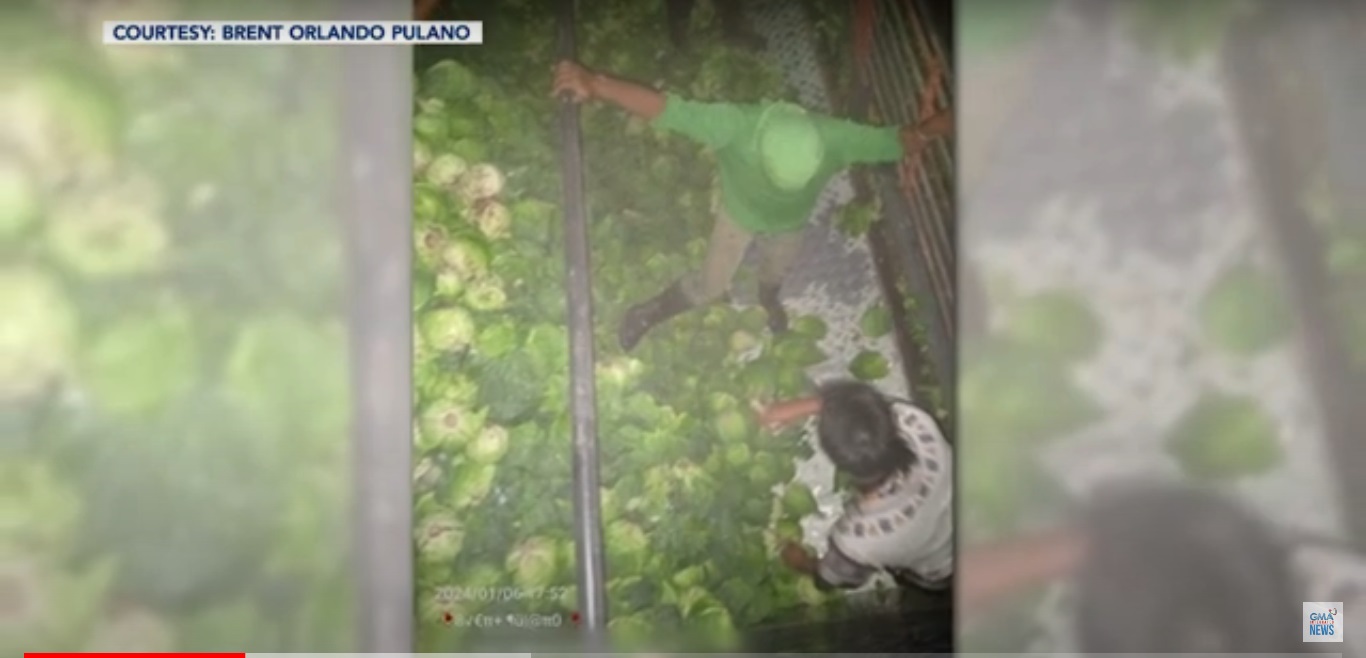 Cabbage prices drop due to oversupply GMA News Online