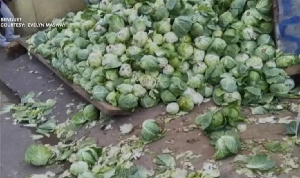 Farmers Dump Excess Cabbage In Benguet But LGU Says There S No   Cabbage 2024 01 09 10 52 38 