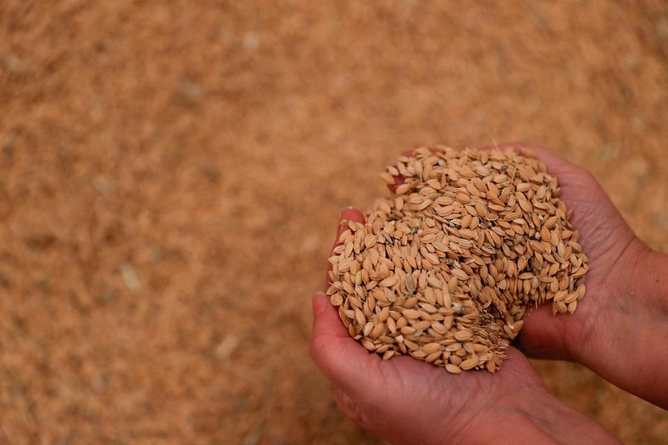 A handful of bomba rice is seen in Valencia, Spain