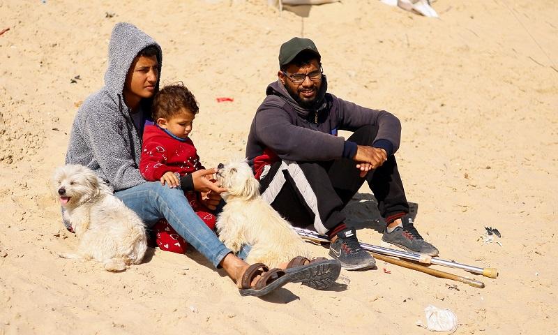 Pet dogs bring both joy and worry to displaced Gaza teenager | GMA News ...