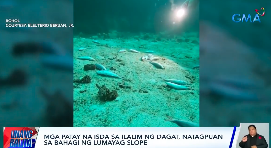 Mga patay na isda, natagpuan sa ilalim ng reef dive site sa Bohol thumbnail
