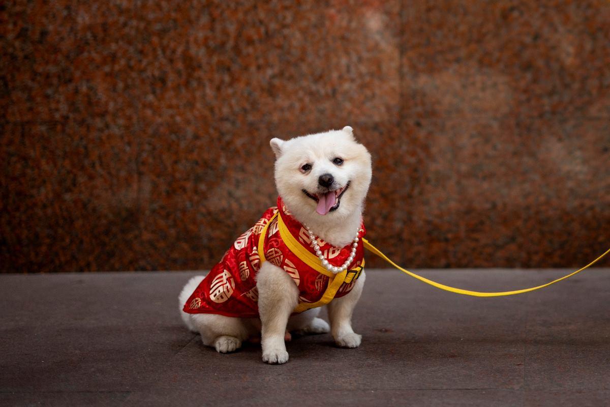 Furry pets join Chinese New Year celebrations Photos GMA News