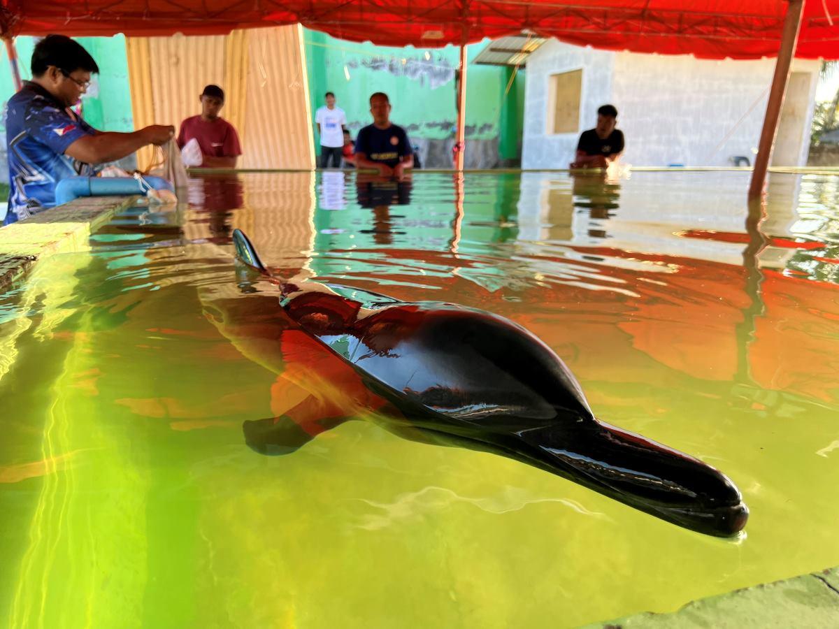 Wounded spotted dolphin rescued in Unisan, Quezon