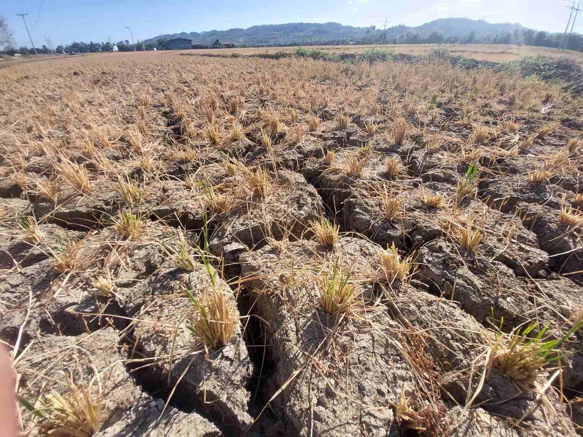 El Niño damage to agriculture climbs to P5.9 billion