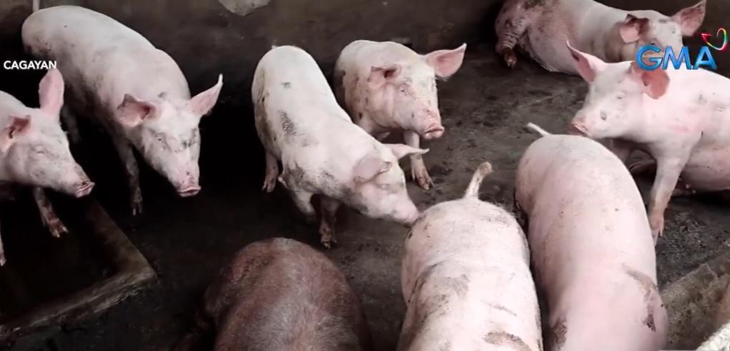 33 pigs in two Cagayan towns found to have African swine fever thumbnail