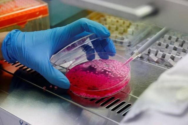 A researcher handles a petri dish containing hybrid beef rice, elaborated using cow muscle and fat stem cells, at the laboratory of Yonsei University in Seoul, South Korea, March 8, 2024. REUTERS/ Kim Soo-hyeon