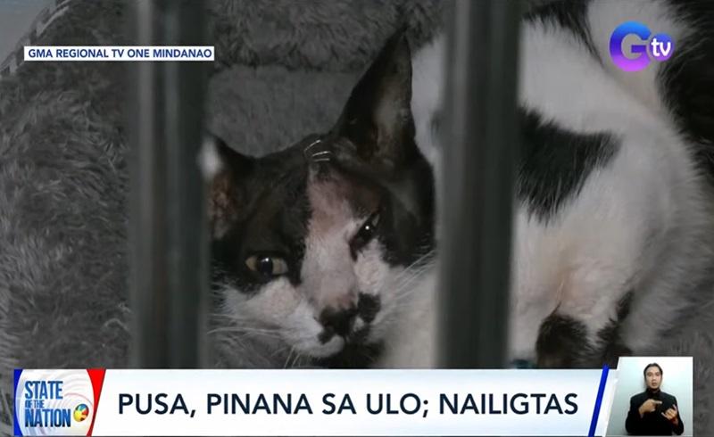 Cat found shot in head with an arrow in Davao City