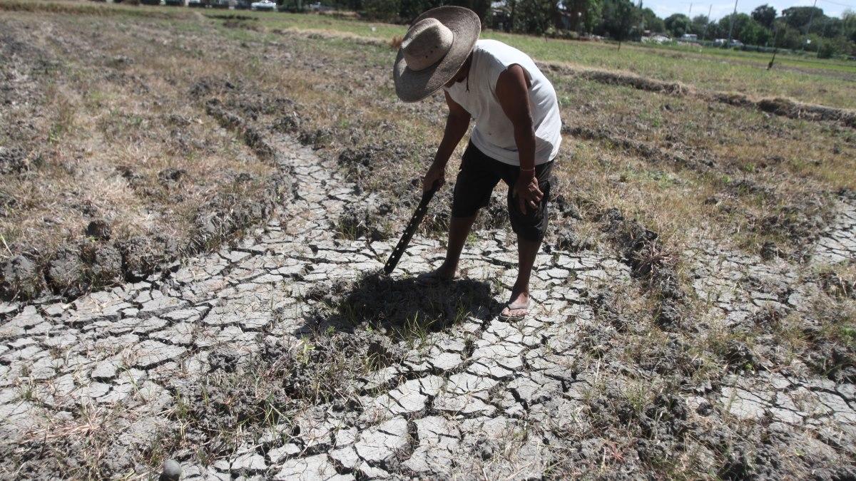 El Niño agri damage now over P1 billion, NDRRMC says