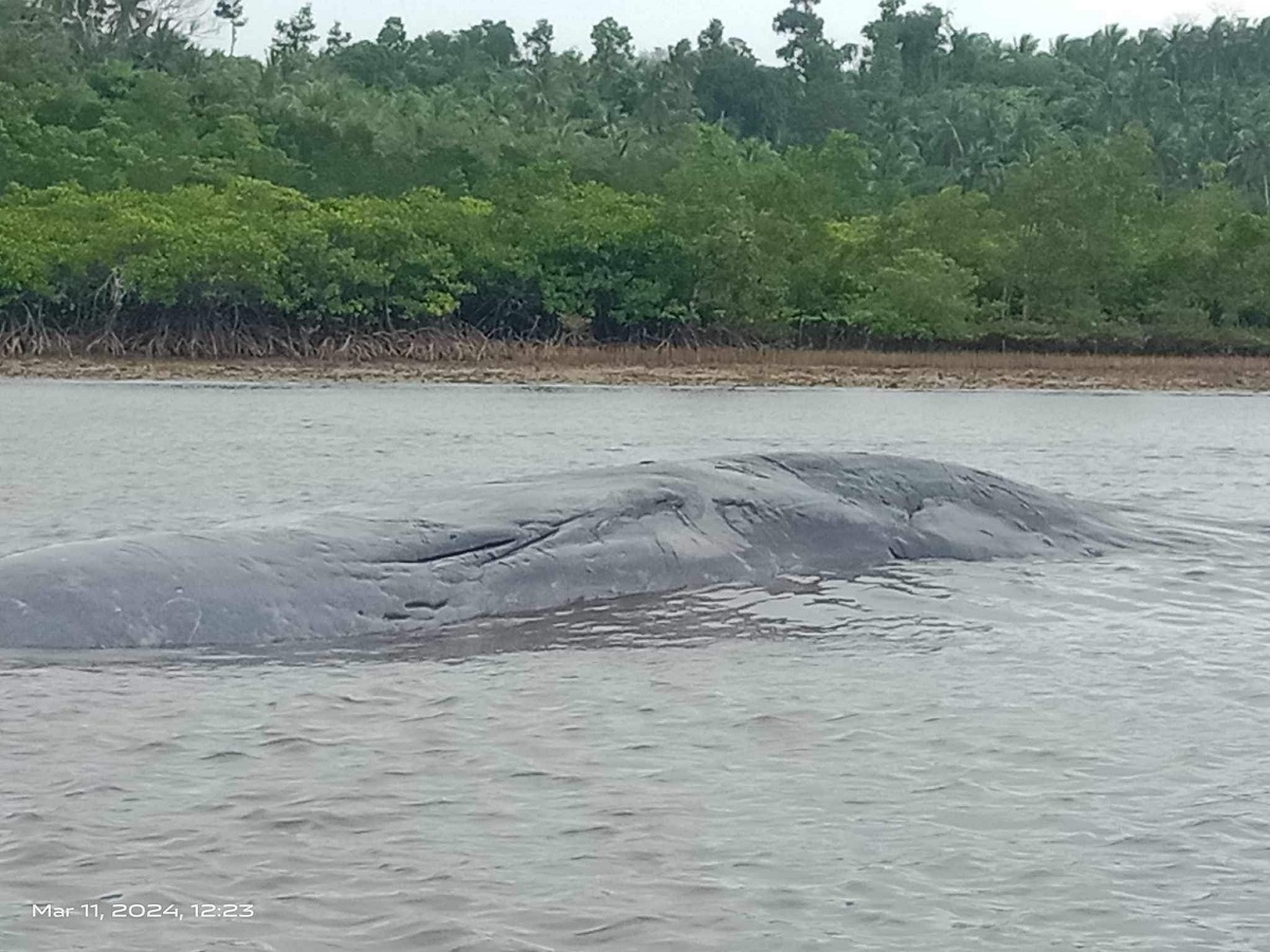 Balyenang napadpad sa Panukulan, Quezon, namatay din kinalaunan