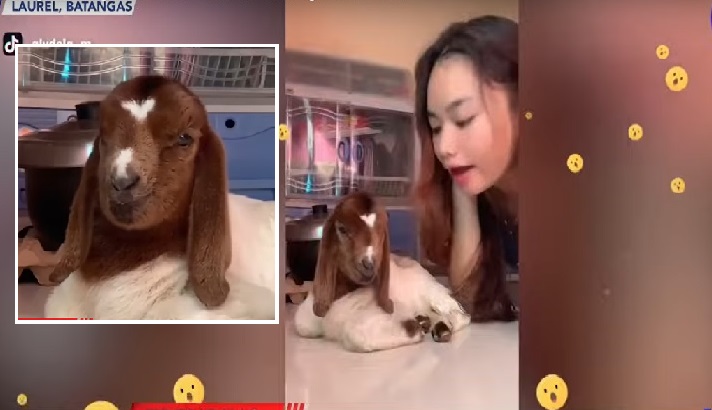 Netizens, kinaaliwan ang kambing na fur baby sa Batangas thumbnail