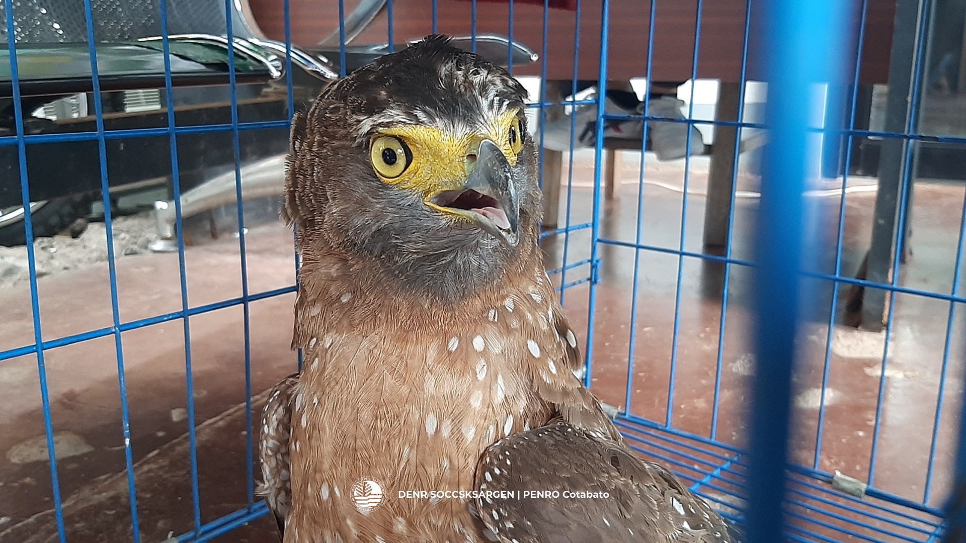 Cotabato PENRO releases rescued eagle in Kidapawan thumbnail