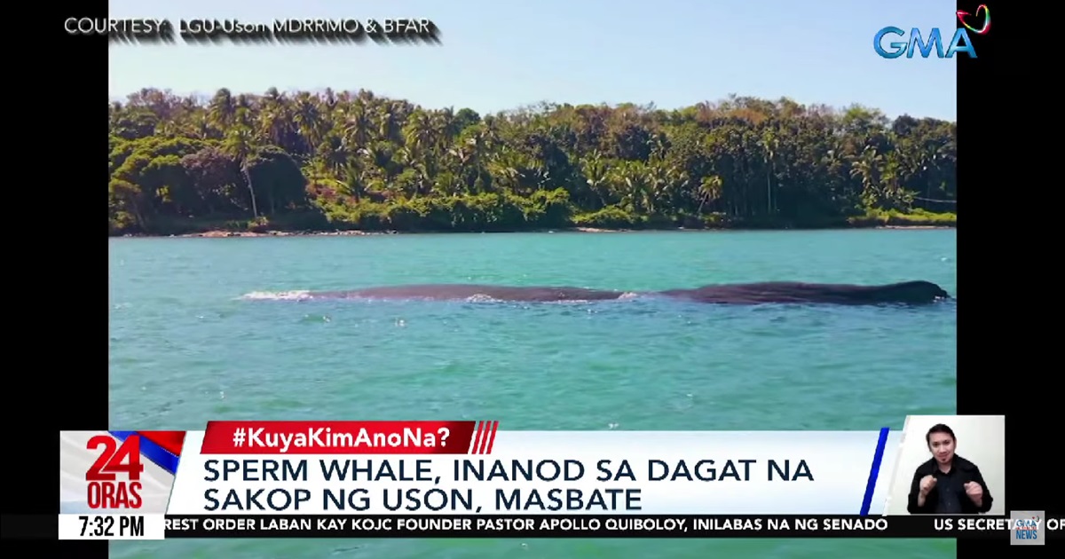 Sperm whale dies after getting stranded in Masbate waters