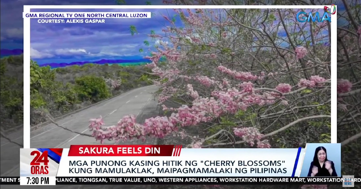 Experience cherry blossoms in PH with these sakura-like trees in Cagayan, Kalinga