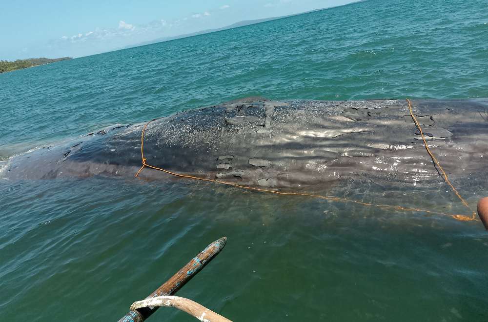 Sperm whale stranded, dies in Masbate