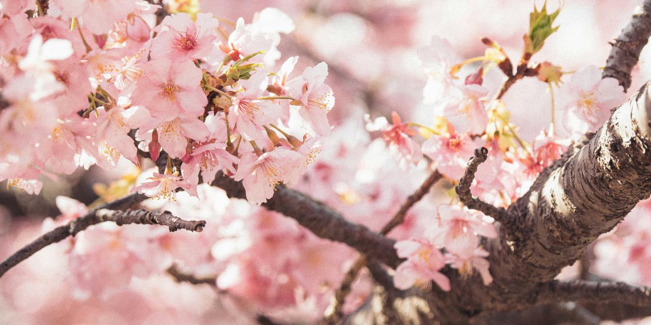 7 countries you can visit to enjoy the cherry blossom season