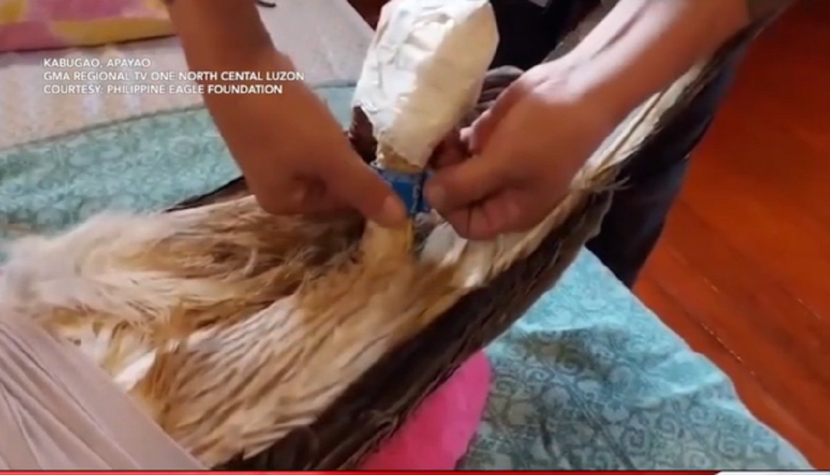 Wounded Philippine Eagle found caught in wild boar trap in Apayao