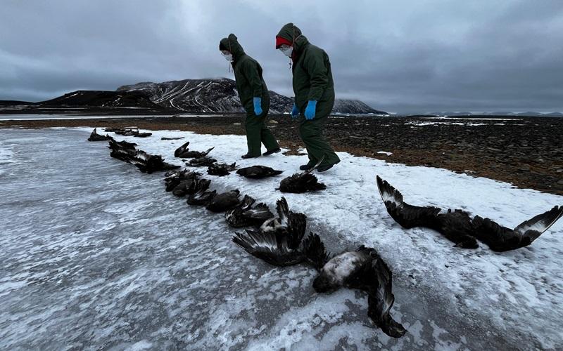 Scientists investigate thousands of dead Antarctic penguins for bird flu