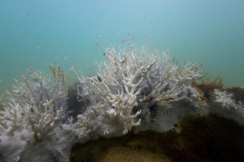 Global coral bleaching event expanding to new countries — scientists