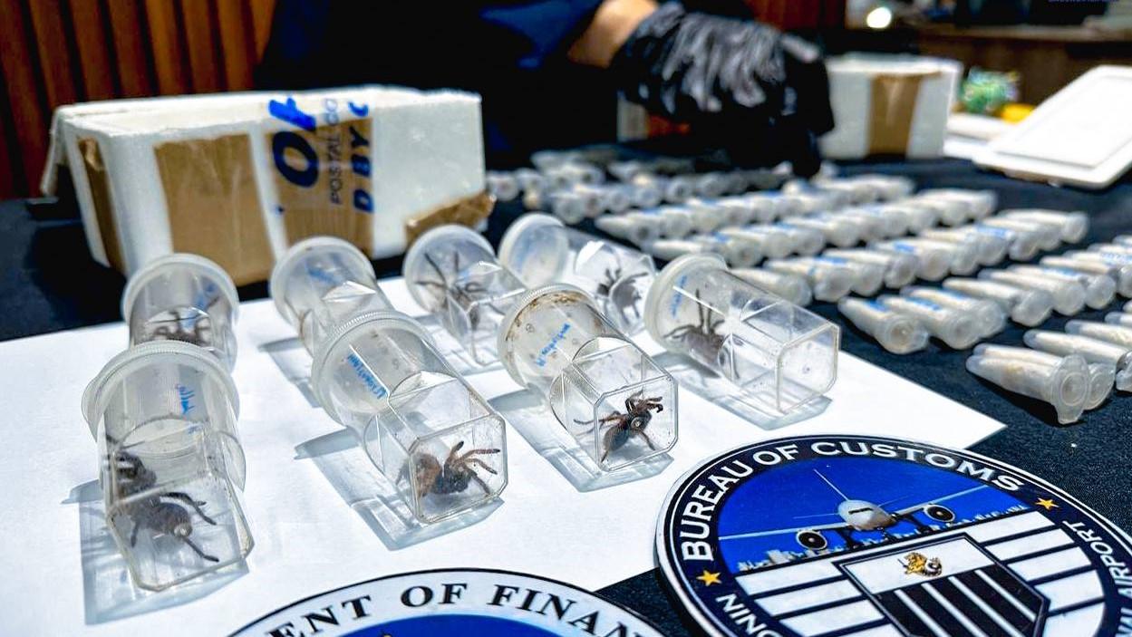 BOC stops smuggling of over 80 live spiders in Pasay