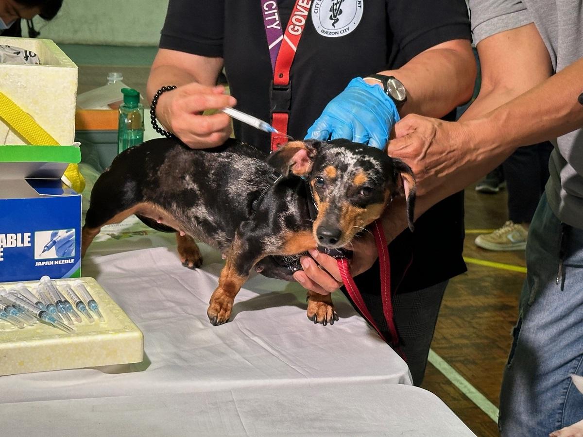 426 rabies deaths reported in 2024, DOH urges annual pet vaccinations