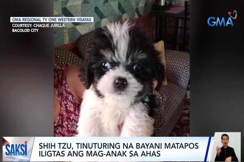 Little hero dog dies after alerting family on presence of snake in Bacolod house