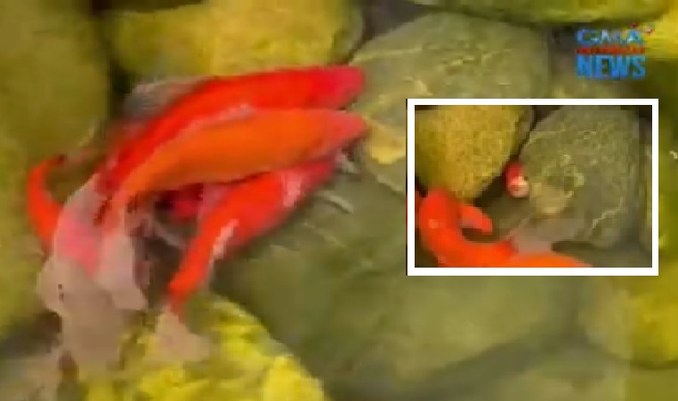 Mga goldfish, marunong magmalasakit sa kapuwa nila? thumbnail