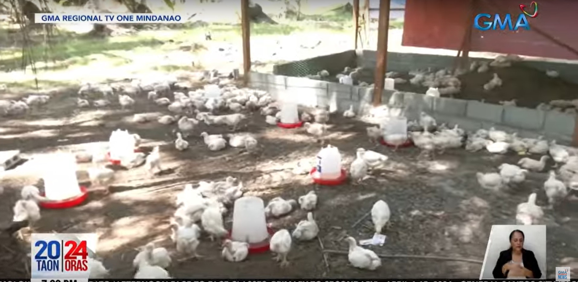 High temperatures kill 100 chickens at GenSan poultry farm