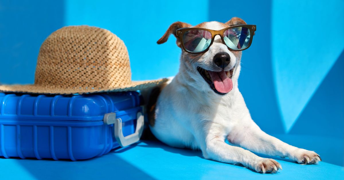 Traveling with pets: What are the requirements, qualifications, and where should we submit them?