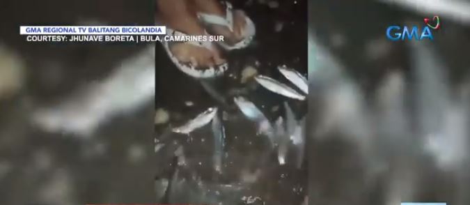 Tons of fish ‘jump out of water’ in Camarines Sur beach