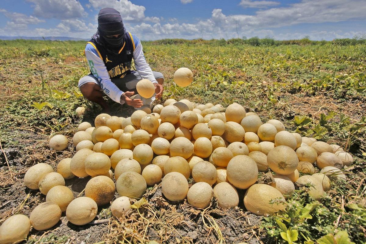 Melon harvest bountiful amid hot weather | Photos | GMA News Online