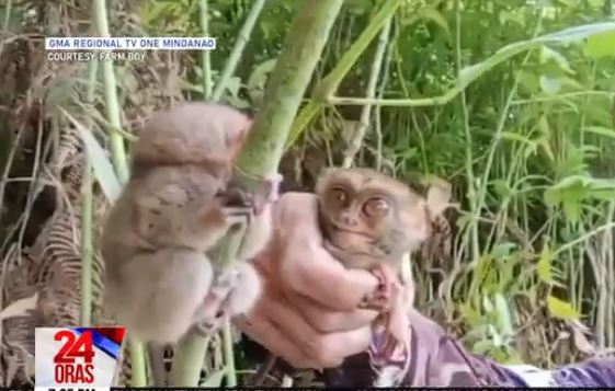 Cousins bashed online over handling of tarsiers in South Cotabato