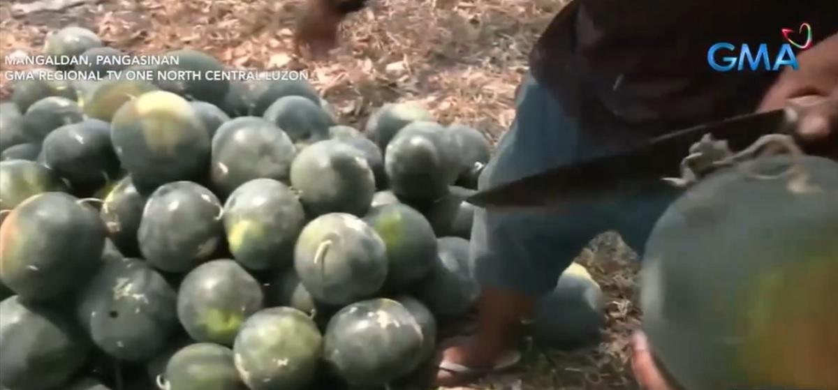 Watermelons, Palay In Luzon Affected By Hot Weather 