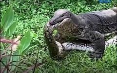 Higanteng monitor lizard, nahuling ‘minumukbang’ ang malaking sawa sa isang garden thumbnail