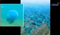 Sangkatutak na blue jellyfish, dumagsa sa baybayin ng Butuan City thumbnail