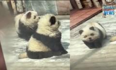 Mini 'panda' sa isang zoo sa China, chow chow dog pala thumbnail