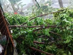 Parts of Quezon Province under Signal No. 2 due to Aghon