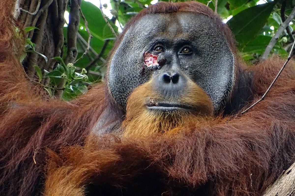 Orangutan’s use of medicinal plant to treat wound intrigues scientists