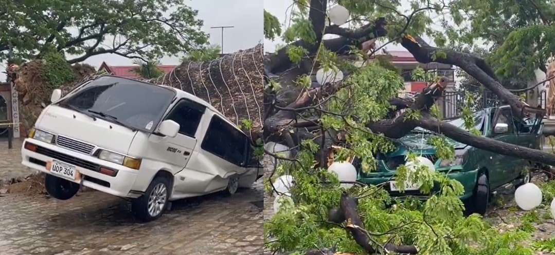 The century-old acacia tree fell on two vehicles around 9 a.m. while Sunday Mass was ongoing. PHOTOS: Super Radyo dzBB