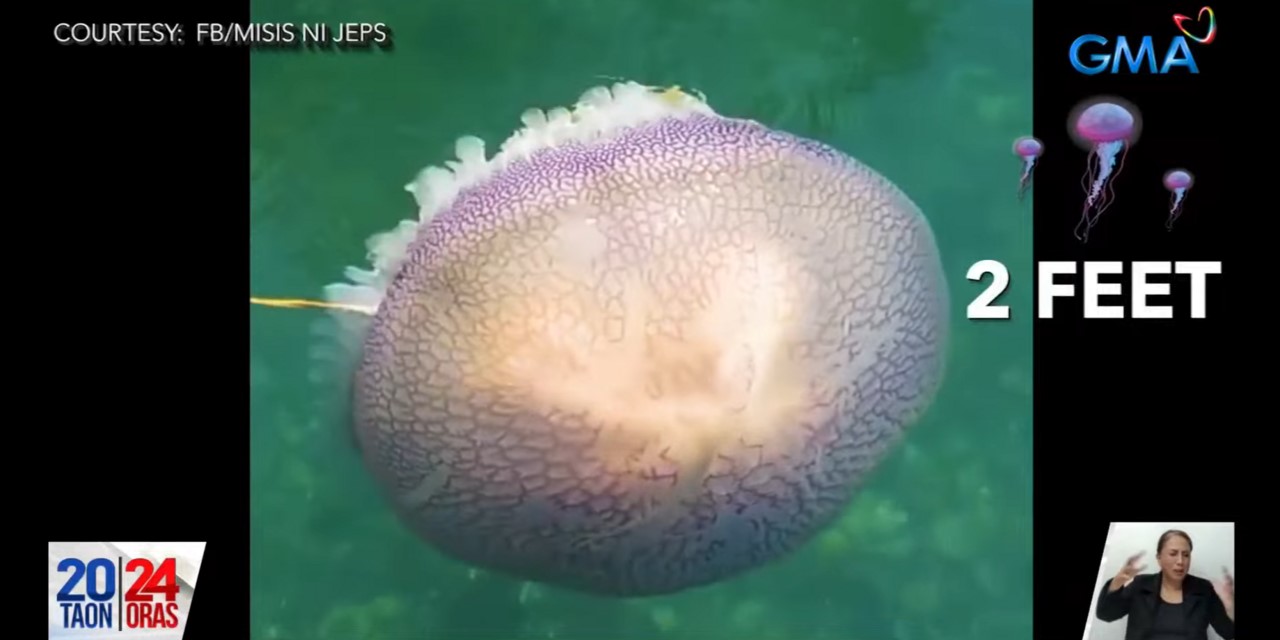 Giant jellyfish spotted in Agusan del Norte