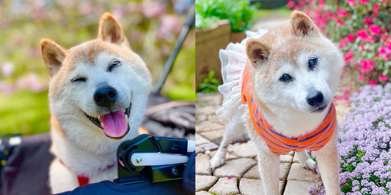 Shiba Inu behind famous 'doge' meme passes away