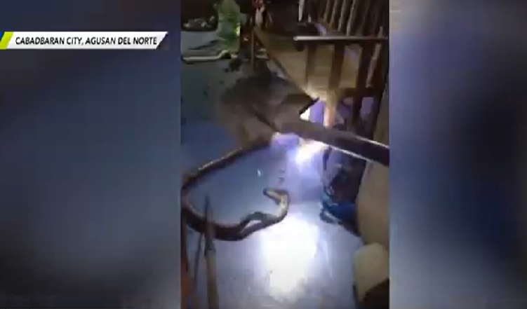 Cobra na nakapasok sa bahay, nakita ng 2-taong-gulang na bata sa Agusan Norte thumbnail