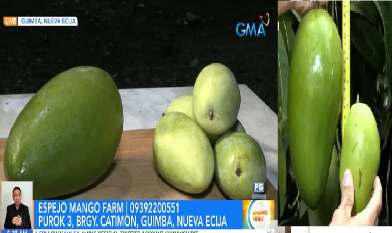 Mga dambuhalang mangga sa Nueva Ecija, aabot sa 1 hanggang 3 kilo ang isang piraso  thumbnail