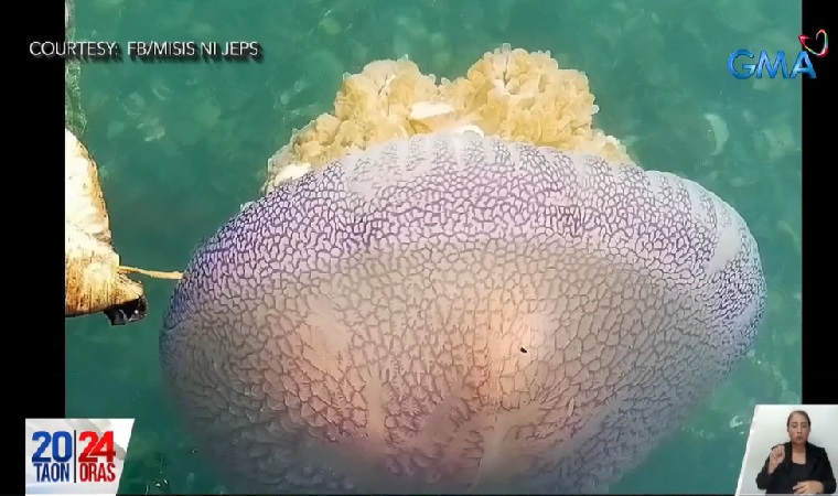Dambuhalang jellyfish, nakita sa karagatan ng Agusan del Norte thumbnail
