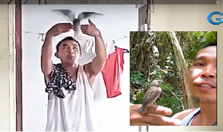 Mga alagang ibon ng ‘Pinoy Bird Whisperer’ na kinumpiska dahil walang ...