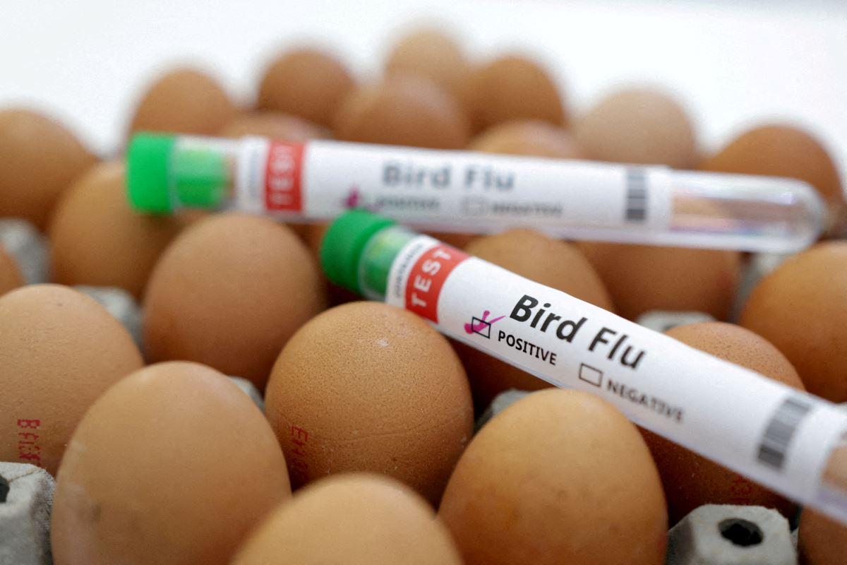 Philippines Bans Poultry Imports from 3 US States Over Bird Flu Concerns