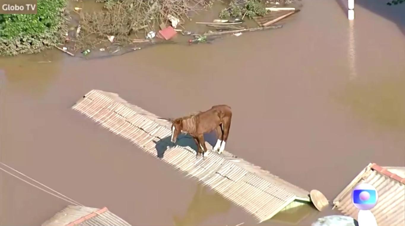 Rescuers save horse trapped on rooftop by floods in Brazil