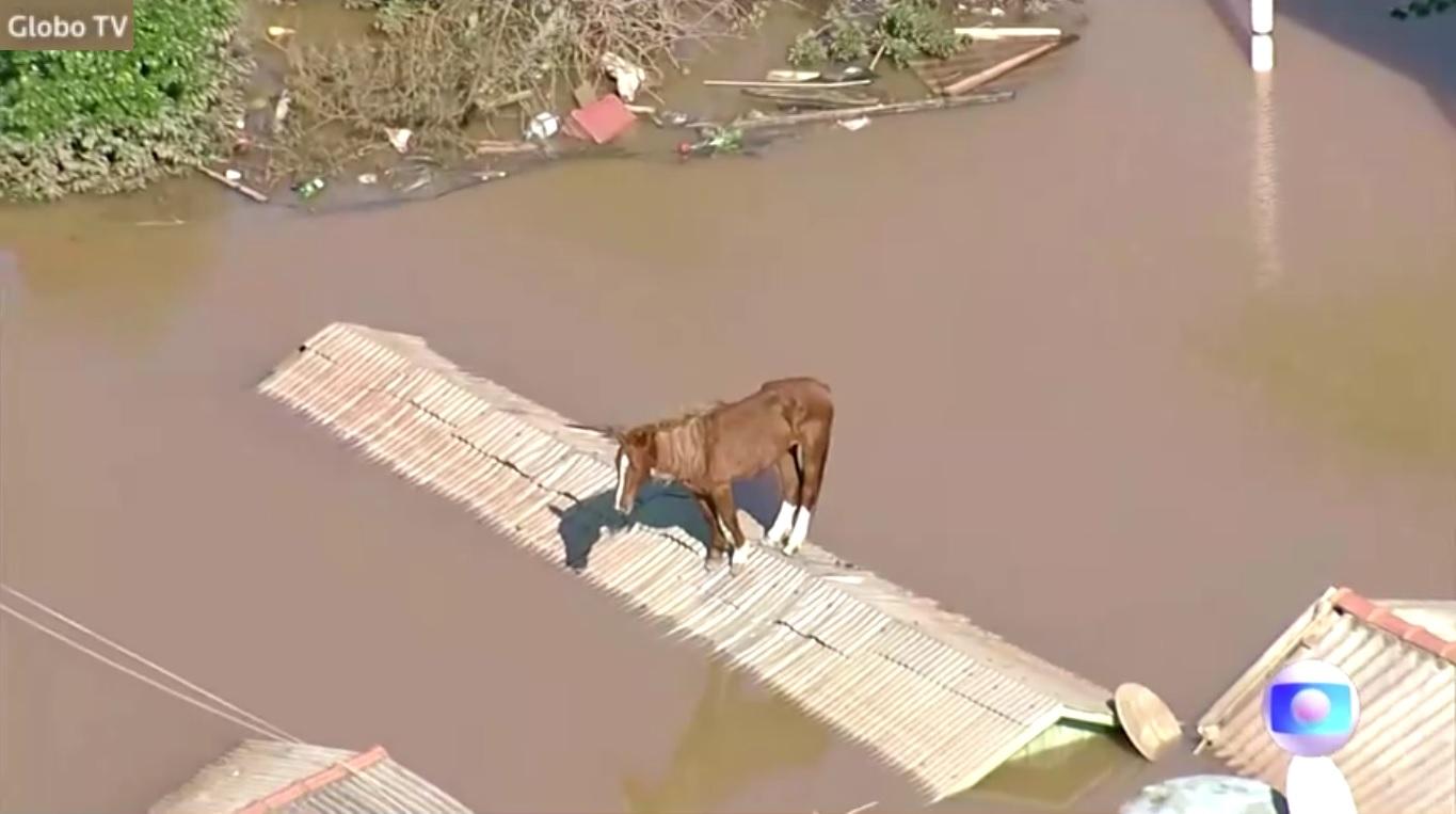 Rescuers save horse trapped on rooftop by floods in Brazil | GMA News ...