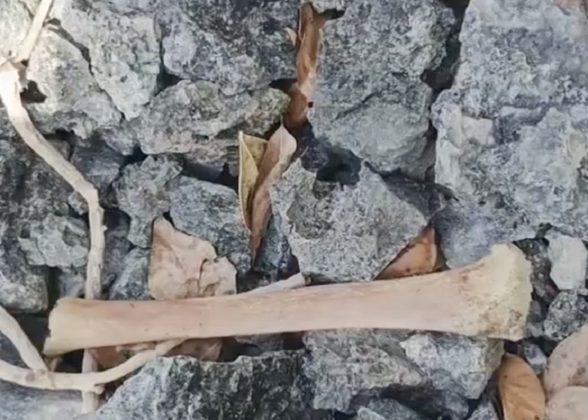 Human bones found in bushes in Argao, Cebu
